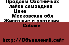 Продаем Охотничьих “лайка самоедная' › Цена ­ 3500-13000 - Московская обл. Животные и растения » Собаки   